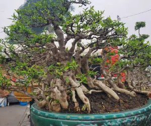 Dàn mai chiếu thủy thế độc được khóa chặt chống trộm, chờ đại gia Hà Nội đến 'rước'