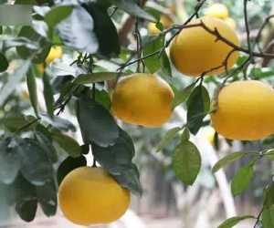 Trồng loại quả chín vàng, để càng héo càng thơm ngon, nông dân Hà Nội thu nửa tỷ vụ Tết