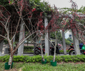 Đào rừng dán tem bày bán trên phố Hà Nội