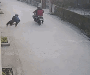 CLIP: Người dân bất lực nhìn 2 thanh niên đi xe máy 'cướp chó' giữa ban ngày
