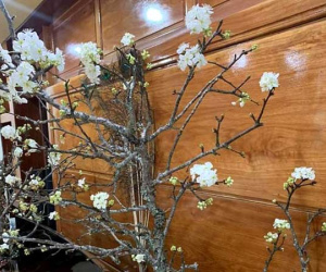 Cành hoa mận cổ về Hà Nội, giá tiền triệu vẫn hút dân mua chơi Tết