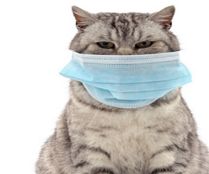 Con mèo đầu tiên tại Hàn Quốc nhiễm nCoV