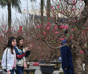 Chợ hoa xuân Mỹ Đình nhộn nhịp khách đi sắm Tết
