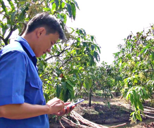 Video: Vườn xoài 5.000m2 trĩu trái nhờ ứng dụng công nghệ cao