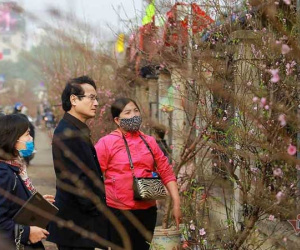 Đào Tết tăng giá hàng ngày, mỗi cành đắt thêm hàng trăm nghìn