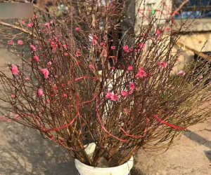 Giá cao, đào 'suy dinh dưỡng' cúng Rằm vẫn cháy hàng