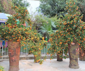 2 chậu quất cảnh giá tới 26 triệu đồng