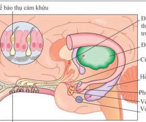 Vì sao SARS-CoV-2 làm con người mất khứu giác, vị giác?