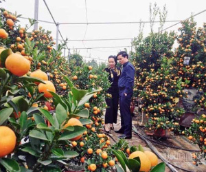 Dân Hà thành đổ ra đồng chọn quất chơi Tết, nhà vườn thu tiền tỷ