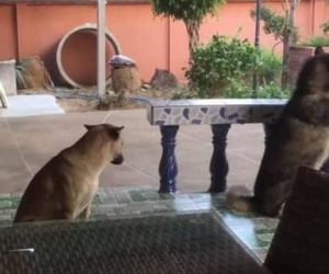 Chú chó Husky với biểu cảm biết lỗi 'không hề giả trân' khiến dân mạng phát cuồng