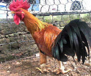 Nuôi con gà truyền thuyết, anh nông dân ăn Tết to 300 triệu