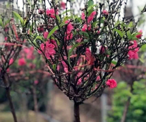 Cúng Tết ông Công ông Táo, cành đào mini cháy hàng