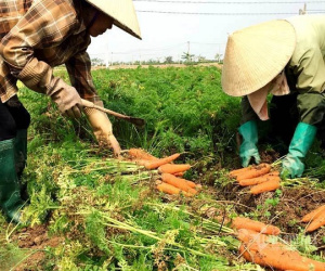 Su hào, bắp cải... ế đầy đồng: Vắng thương lái, thất thu mùa Tết