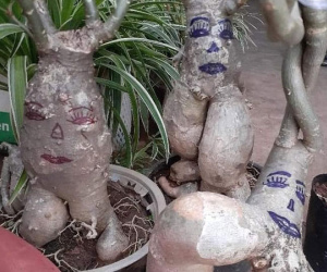 Đang tìm cây cảnh trang trí tết, hội chị em cười đau ruột với đống cây được trang trí vẽ hình trông như 'đầu gấu xóm'