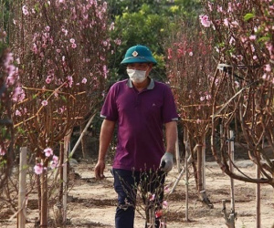 Viễn cảnh trắng tay ở làng đào nằm trong khu phong tỏa Covid-19