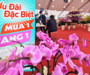 Chuyện lạ trên thị trường hoa Tết: Ồ ạt xả hàng như đêm 30, mua 1 tặng 1