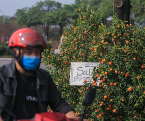 Treo biển 'sale sập sàn' vẫn không ai ngó ngàng, Tết xa vời vợi với tiểu thương bán đào quất trên vỉa hè Hà Nội