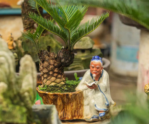 Vạn tuế bonsai của nghệ nhân Hà thành giá hàng chục triệu đồng vẫn hút khách dịp Tết