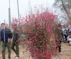 Hà Nội: Người dân ùn ùn kéo đến Nhật Tân 'giải cứu' đào Tết