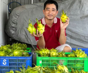 Ngồi 1 chỗ, ngày bán 2 tấn thanh long vàng: Hàng ngoại ế nặng, đồ Việt cháy sạp