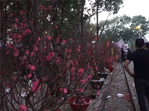VIDEO: Hàng trăm gốc đào từ miền Bắc vào Nam phục vụ bà con chơi Tết