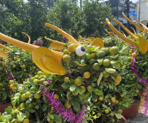 Kiểng trâu thu hút du khách