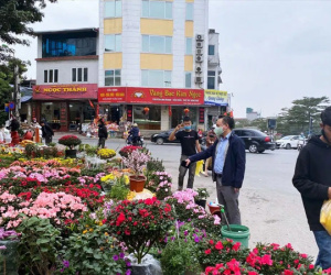 Báo nhanh từ chợ hoa: Giá của các chậu hoa không thể thiếu khi trang trí nhà ngày Tết