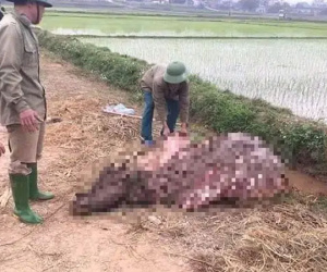 Phú Thọ: Ba người đàn ông cắt khoá trộm trâu 30 triệu, dắt ra đường xẻ thịt trong đêm