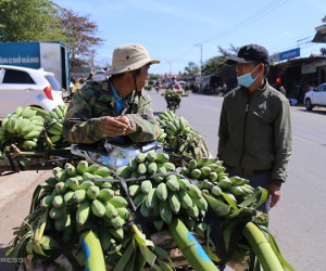 Chuối Tết khan hiếm, giá cao