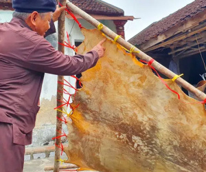 Cận cảnh quá trình thuộc da trâu, bò làm trống của những người thợ tài hoa