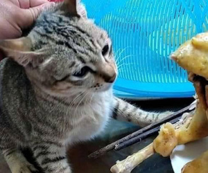 Hì hụi cả buổi mới làm được con gà đẹp cúng tất niên, chủ nhà tức 'nổ mắt' phát hiện con gà biến thành khuyết tật
