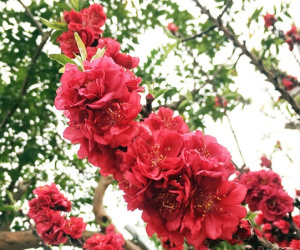 Hàng độc ra chợ: Đào thất thốn cổ mốc thếch, đại gia rút ví trăm triệu