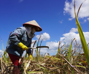 Việt Nam áp thuế chống bán phá giá đường nhập Thái Lan