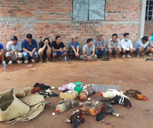 17 đối tượng đá gà ăn thua bằng tiền trong 'mùa giãn cách'