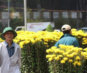 TP.HCM kêu gọi 'giải cứu' hoa Tết