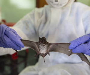 Tìm ra chủng virus mới tương tự SARS-CoV-2 ở loài dơi tại Thái Lan