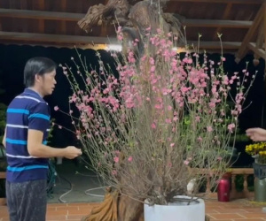 Nghệ sĩ Hoài Linh tranh luận dữ dội về một loại cây chưng Tết, khẳng định không phải cây đào và kết quả khiến ai cũng bật ngửa