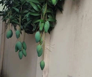 Gia chủ nhọc công chăm sóc cây xoài tốt sum suê nhưng khi ra quả thì lại biếu không nhà hàng xóm