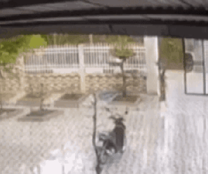 Video: Ra đóng cổng, người phụ nữ bất ngờ gặp tai nạn nguy kịch, khoảnh khắc kinh hoàng khiến tất cả 'lạnh gáy'