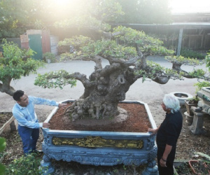 Chiêm ngưỡng cây lộc vừng tiền tỷ, chủ nhân giấu kỹ, đại gia vẫn tìm đến ngã giá