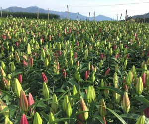 Hoa tươi giá rẻ như rau, chị em rủ nhau ‘giải cứu’ cho dân làng