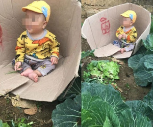 Nhiều người thắc mắc khi thấy người mẹ bê thùng các - tông đặc biệt ra vườn bắp cải, điều bất ngờ giấu bên trong khiến ai nấy đều chết lặng