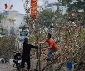 Hoa lê rừng xuống phố ngày đầu năm mới khiến người Hà Nội mê mẩn
