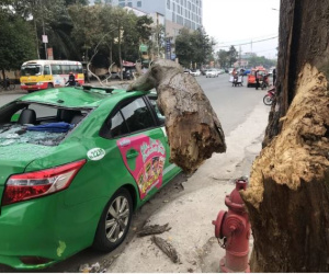 Tài xế và khách thoát chết khi vừa ra khỏi cửa thì cây đổ, đè bẹp xe taxi