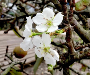 Đua nhau mua hàng trăm cành cây như củi khô, hàng 'tuyển' có gì mà hét giá 7 triệu?