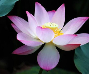 Người sinh 6 ngày này, không phân biệt giới tính, đều thuộc hàng rồng phượng, vinh hoa phú quý!