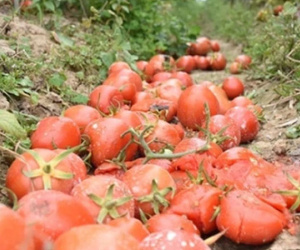 Nông sản Hải Dương vướng dịch không bán được, nông dân lỗ nặng