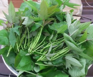 Chuyên gia dinh dưỡng: Lá rau khoai lang được mệnh danh là 'rau trường thọ' chủ yếu nhờ vào 6 tác dụng