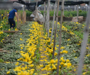 Nông dân Tây Tựu nuốt nước mắt, nhổ hoa vứt bỏ đầy đồng vì ế không bán được