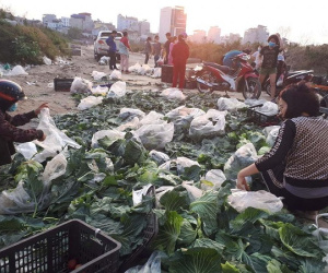 Nông sản Hải Dương ách tắc, Bộ khẩn cấp ra biện pháp tháo gỡ